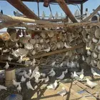 حمام فرنسي سوبر