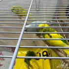 للبيع - طيور الحب البدجي عدد 12