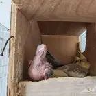 زوج كروان مع فرخه