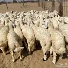 بهم تربيه طيب 65 (تم البيع )