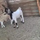 تيوس وطليان ورخال فل شحم من حلال الديره على الشرط