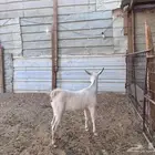 جفره جنوبيه