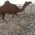 ناقه حمرا للبيع اوالبدل بغنم