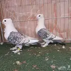 ثلاثة أجواز حب رمان