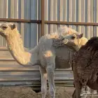 حاشي وبكرة وضح مفاريد