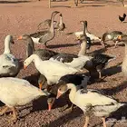 وز بلدي منتج