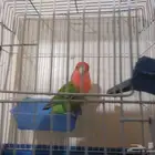 أنثى روز خضراء رد فيس