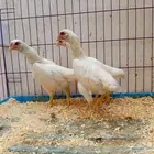 دجاج فارسي قزم