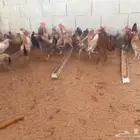 دجاج بشاير بدايت بيض