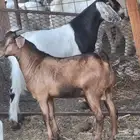 طليان وتيوس فل شحم العمر من 6 شهور الي 9 شهور