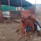 بقره بلدي منيحه ام ثاني