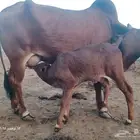 بقره بلدي منيحه ام ثاني