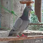 زواجل اصايل جانسونبيور