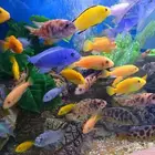 اسماك زينة جملة