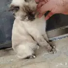 قطه ضائعه حي المعذر الشمالي