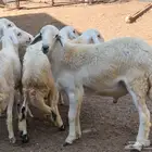 خرفان حريات للبيع محايل عسير