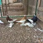 نفاخ مسوبع للبيع