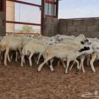 طليان رفيدي بلدي