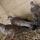 ياكريم افريقي ابو جفن ابو نظاره الاحساء