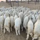 بهم حري رقم 1 عدد 70 راس