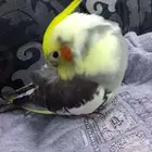 مفقووود بالربوة