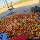 طماطم للبيع السعر 10 ريال صندوق 6 كجم