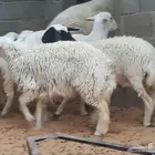 غنم حري للبيع