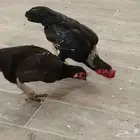 دجاجه وديك كوشامو