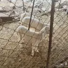 طليان للبيع