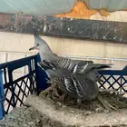 طبه خلخليت اخوان