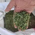 حنا ورق ..بينبع النخل