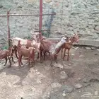 محايل عسير فرشاط