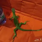 اغونا للبيع