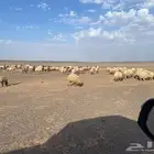 غنم نعيم مراح واحد