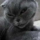 قط أليف جدا تبني