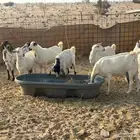 معز عوارض وبيشيه