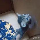 مكة شارع الحج