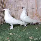 مجموعة أجواز حمام بالون