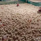 كتاكيت لاحم للبيع العمر 10ايام