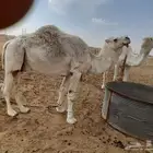 البعير الفحل