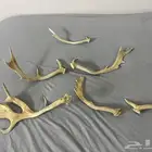 قرون هولندي