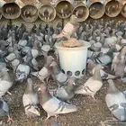 سلفر لاحم أحجام طيبة مفروز