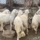 خرفان للبيع بارق