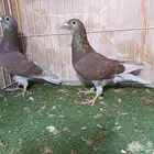 أجواز زواجل سباق وذكور فرايد