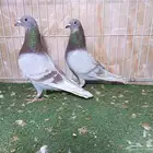 أجواز زواجل سباق وذكور فرايد