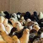 صيصان حساوي بلدي