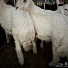 طليان حري ذبايح