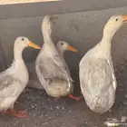 زوجين بط (ذكرين وانثتين) للبيع مع البيض