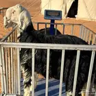 جذعااان نجد جبررة (ذبايح)