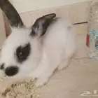 أرنب فرنسي اسود ببيض ذكر والسوداء أنثى